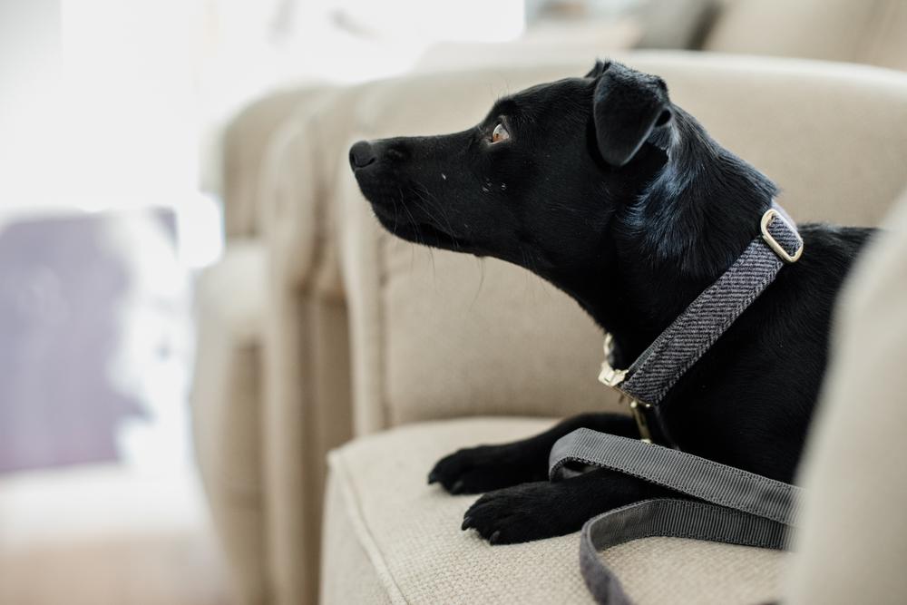 Hundehalsband Wolle - Kentucky Dogwear