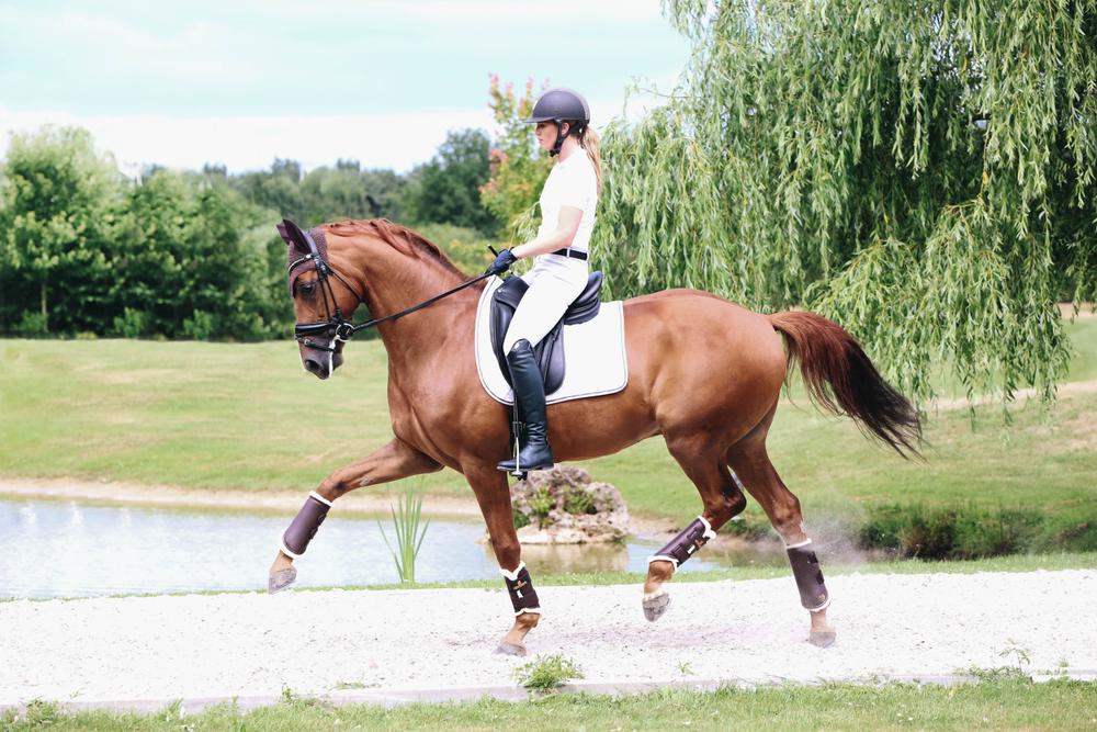 Brushing Boots Leather Hind - Kentucky Horsewear