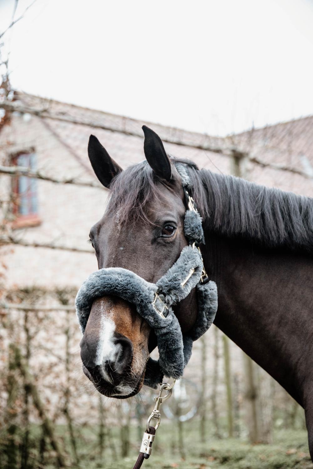 Lamfell Transport Halfter - Kentucky Horsewear