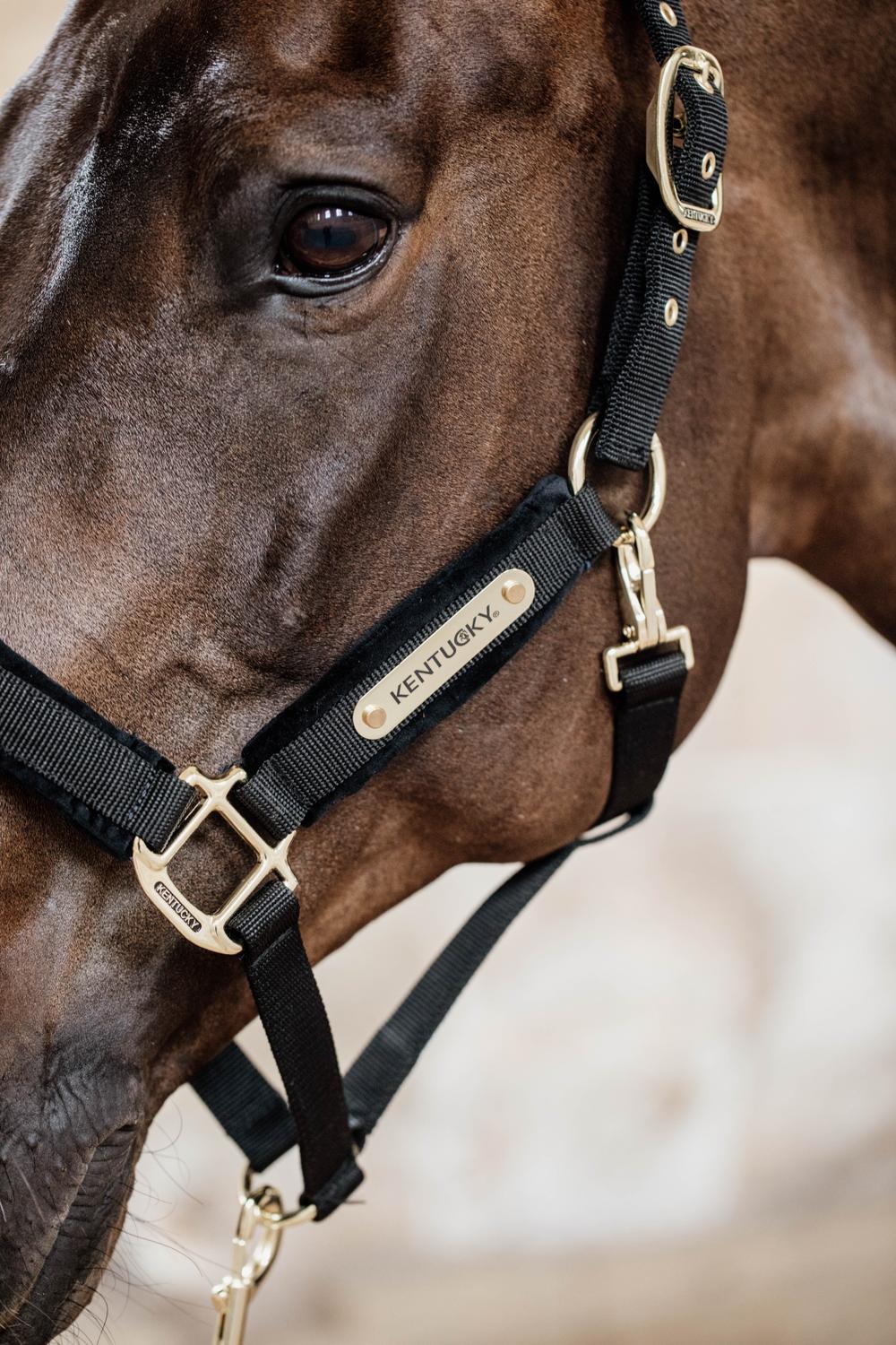 Velvet Halfter - Kentucky Horsewear