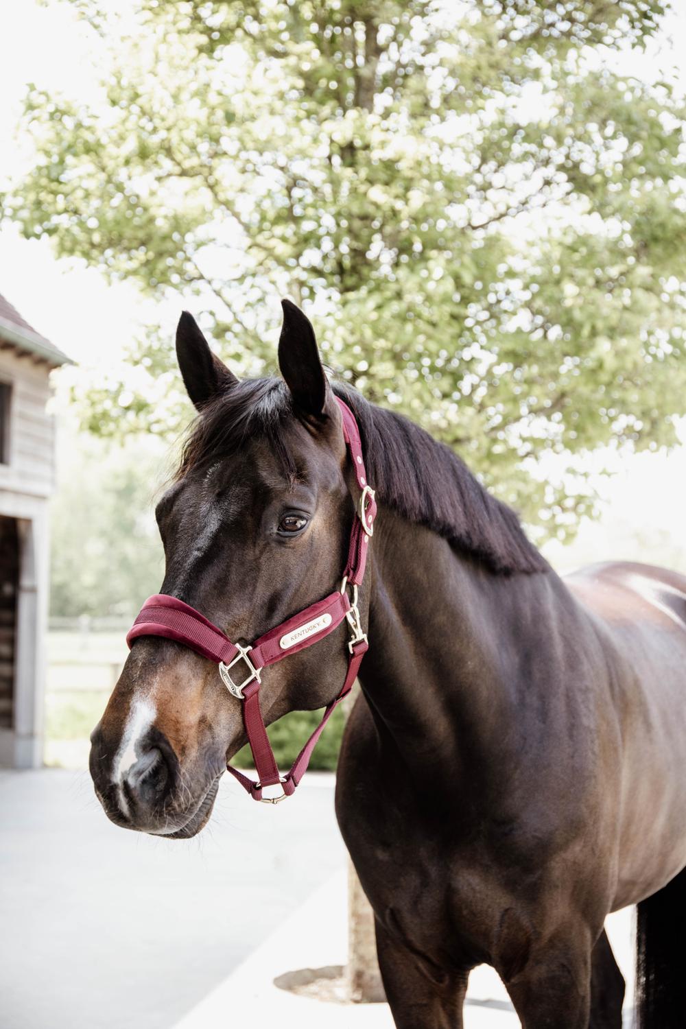 Velvet Halfter - Kentucky Horsewear