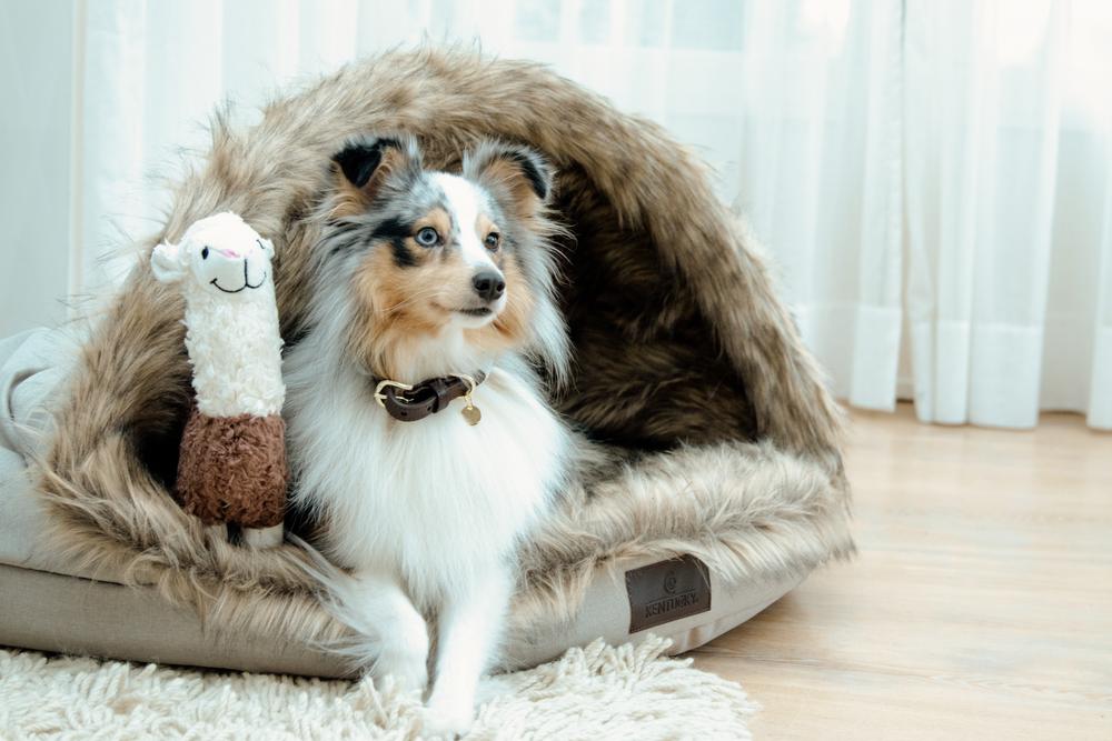 Hundebett Igloo - Kentucky Dogwear