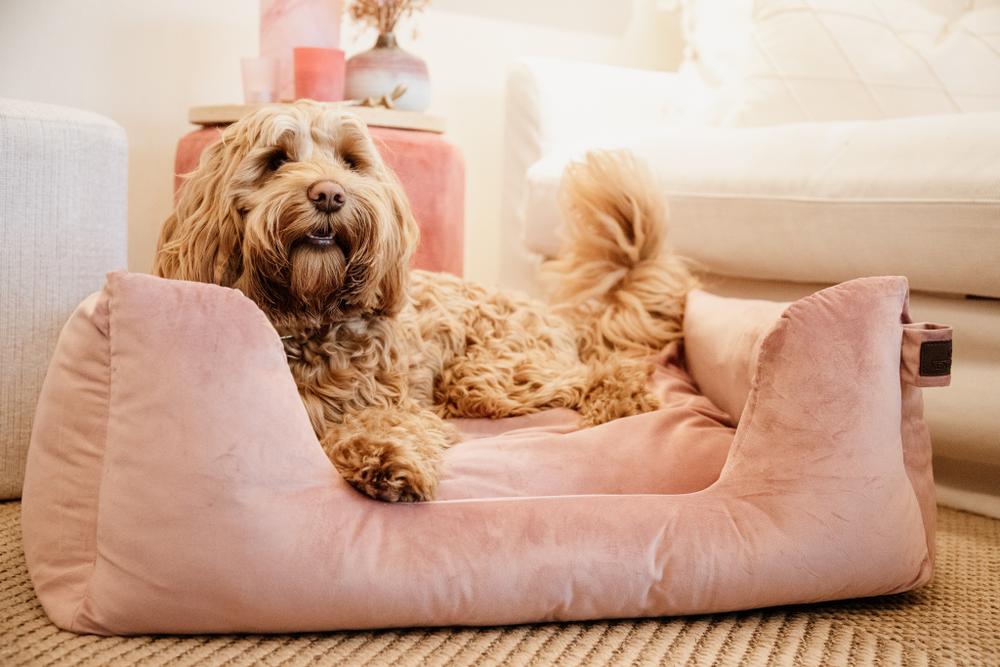 Hundebett Velvet - Kentucky Dogwear