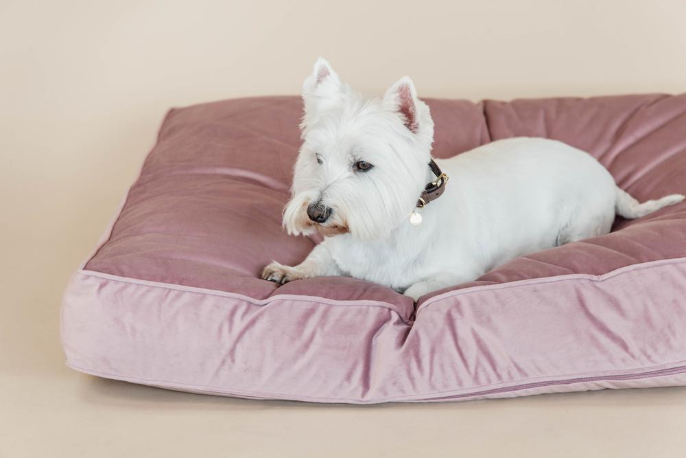 Hundekissen Velvet - Kentucky Dogwear