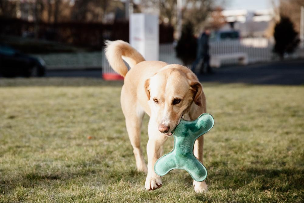 Hundespielzeug Pastell Knochen