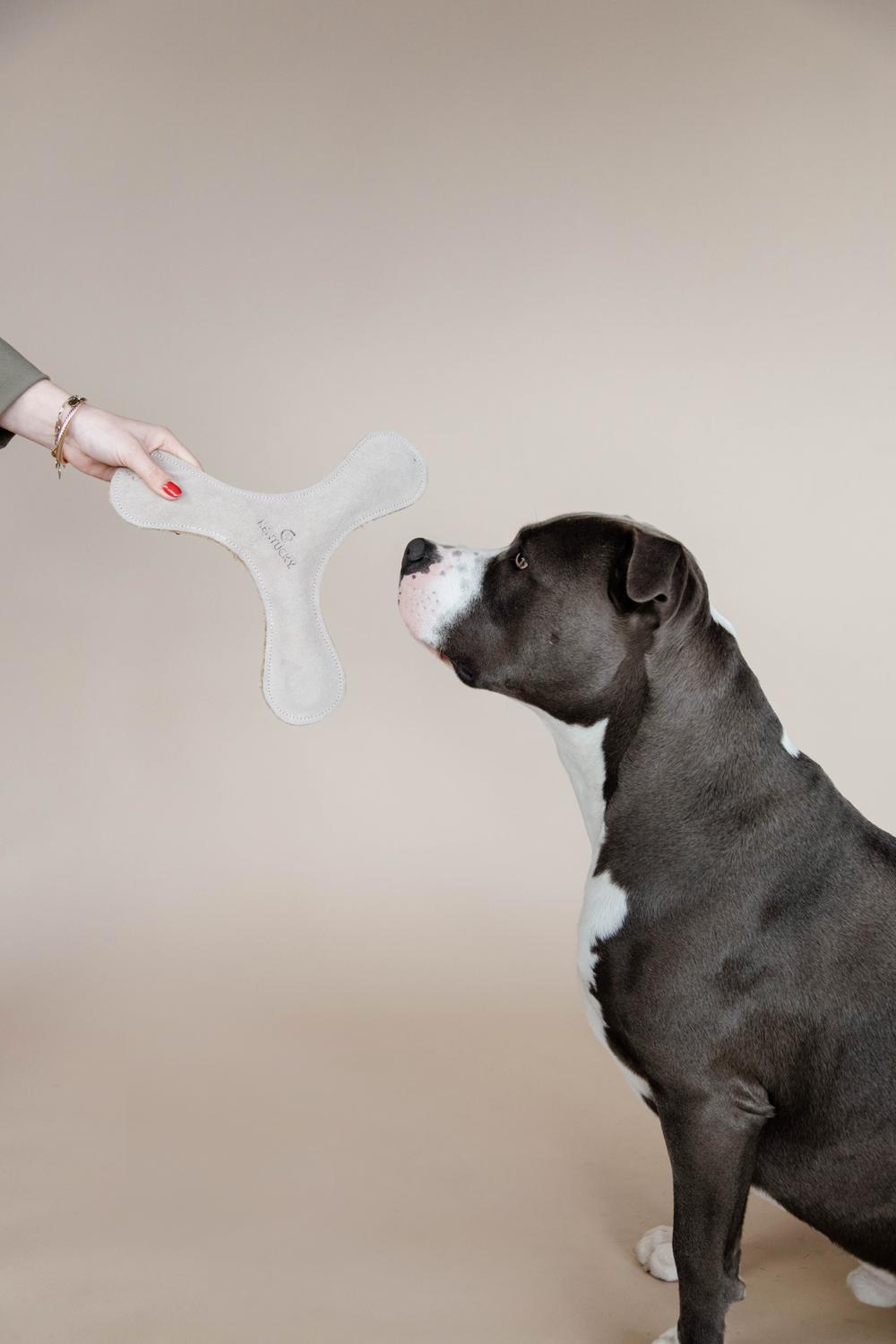 Hundespielzeug Pastell Bumerang