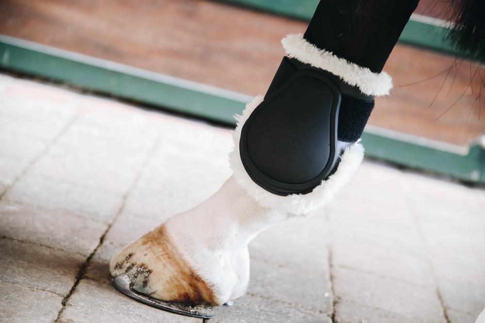 Streichkappe Young Horse - Kentucky Horsewear