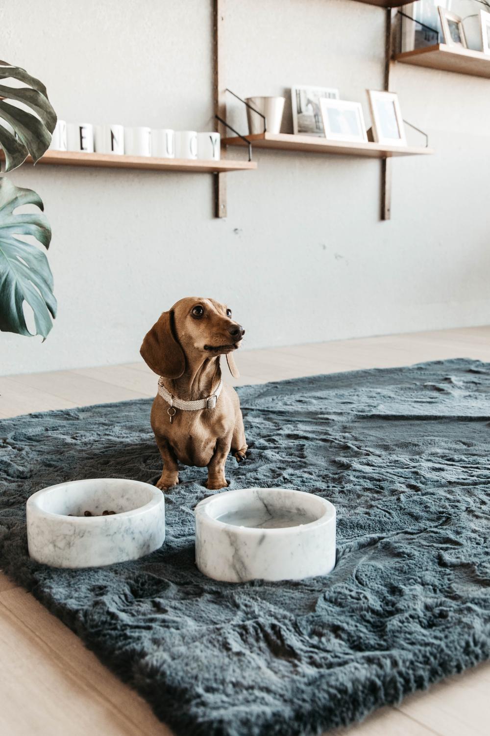 Futternapf Marmor - Kentucky Dogwear
