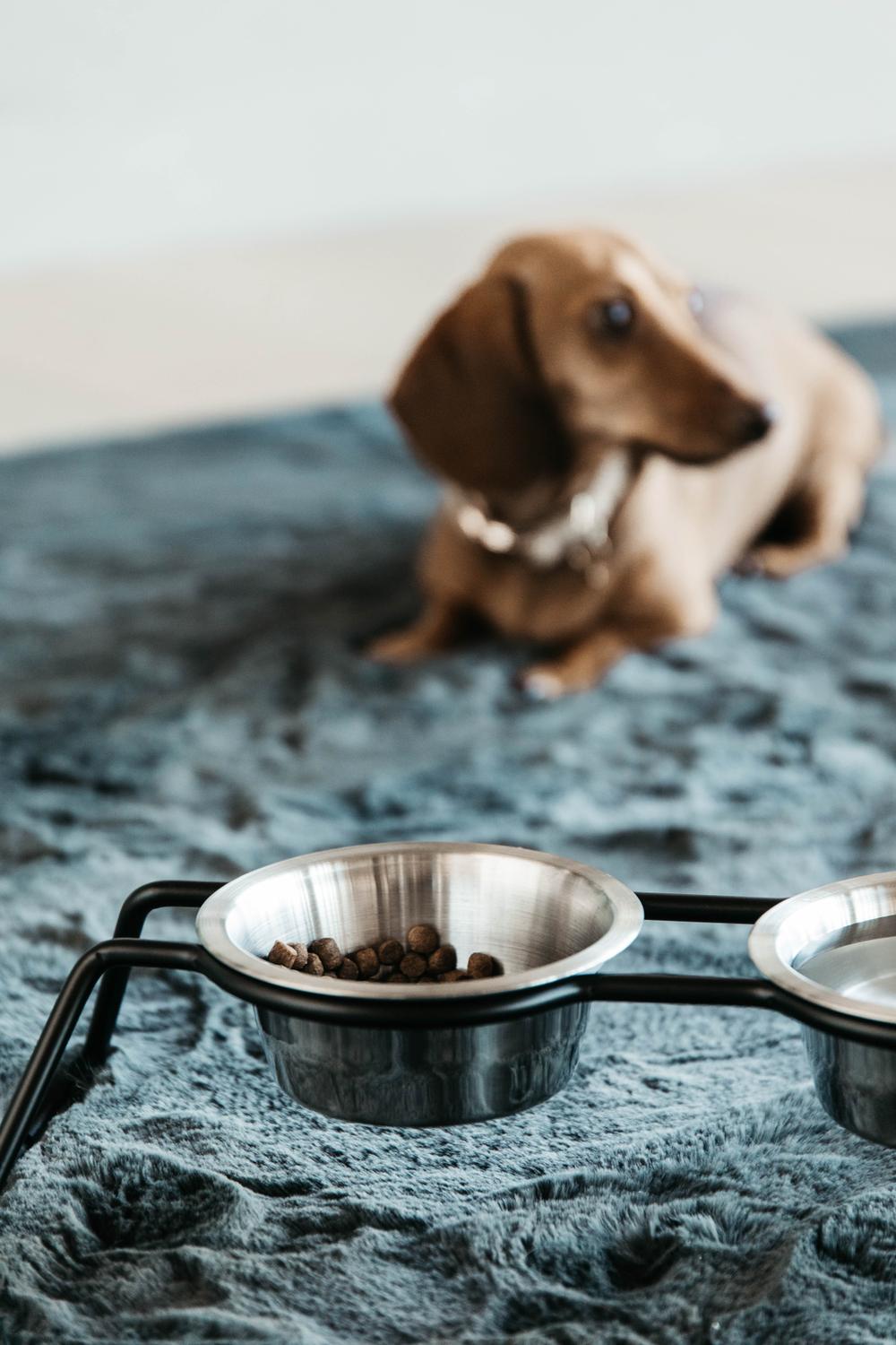 Futternapf Komfort - Kentucky Dogwear