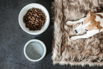 Futternapf Granit - Kentucky Dogwear