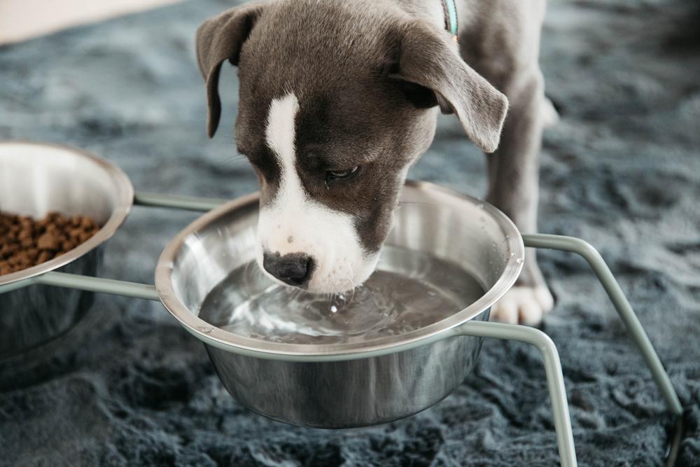 Futternapf Komfort - Kentucky Dogwear