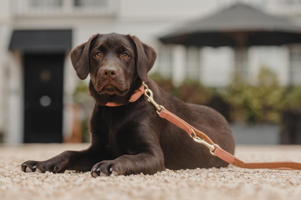Hundeleine Vegan Leder - Kentucky Dogwear