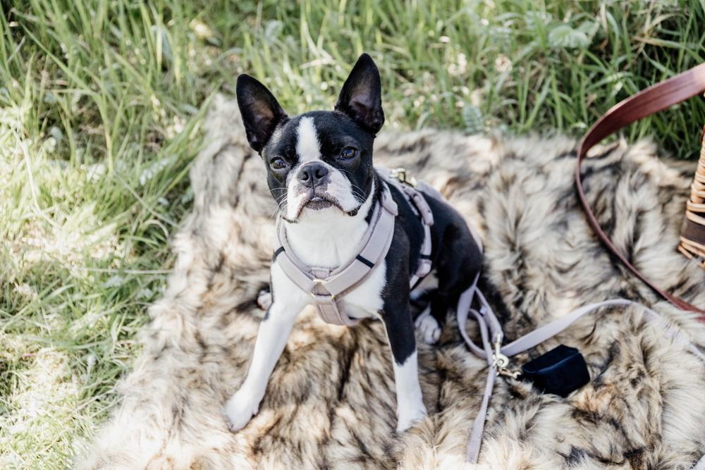 Hundegeschirr Aktiv Velvet - Kentucky Dogwear