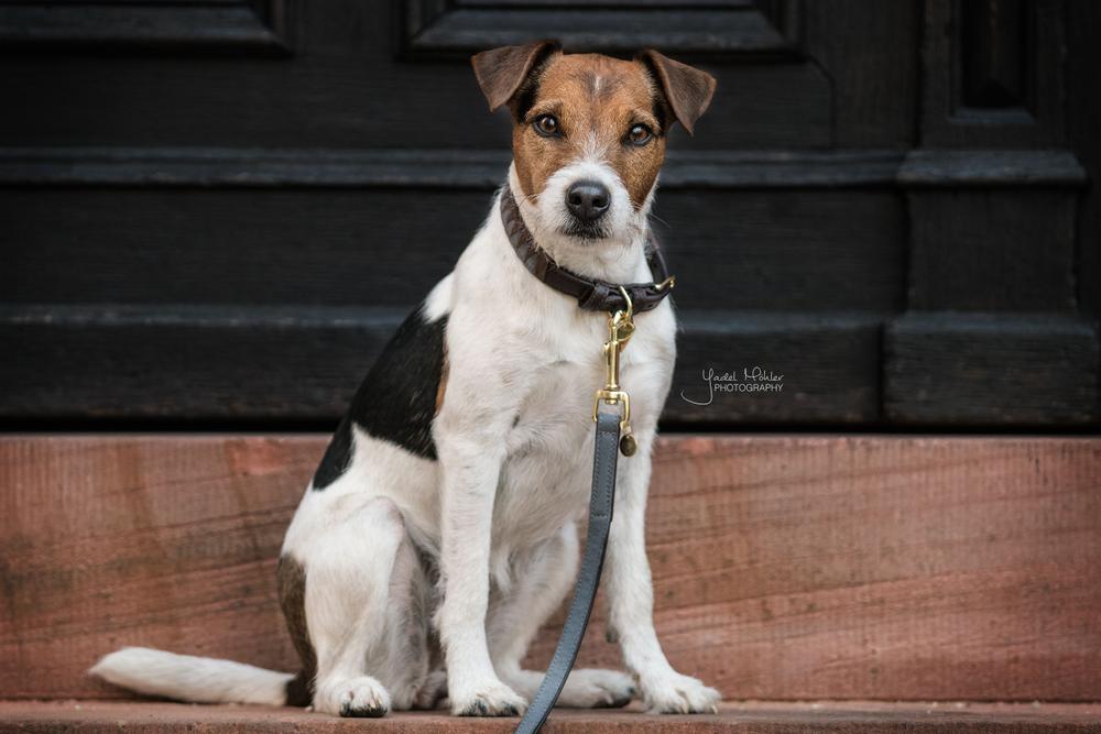 Hundeleine Loop - Kentucky Dogwear