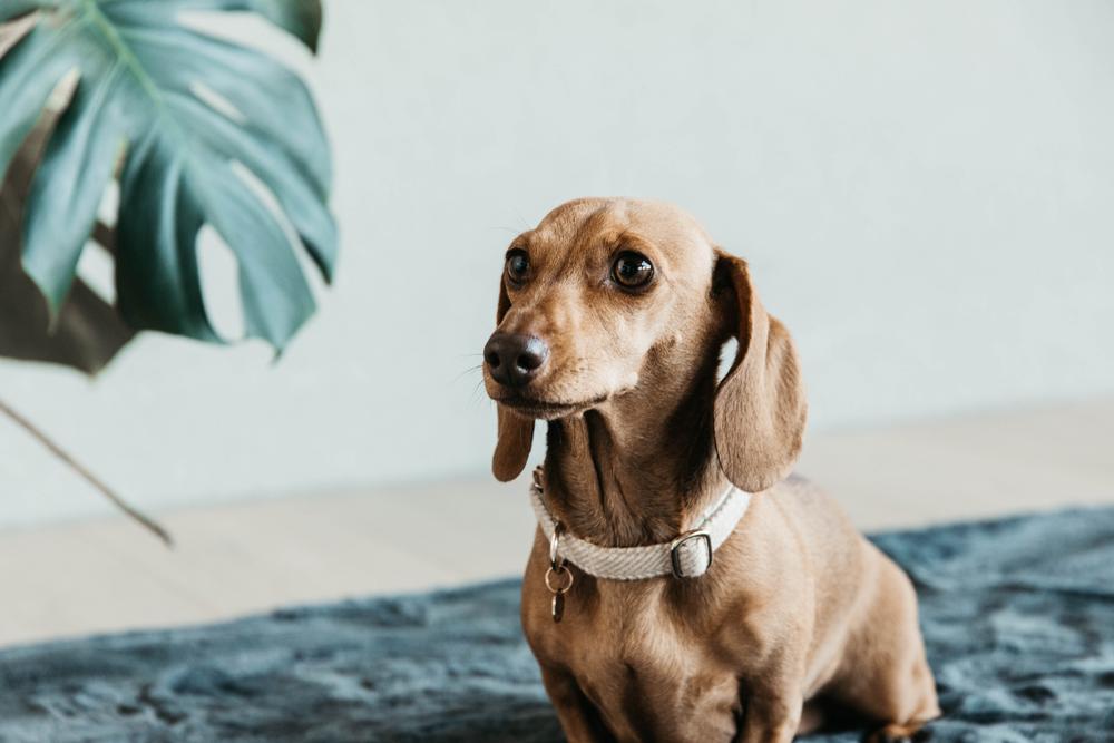 Hundehalsband Wolle - Kentucky Dogwear