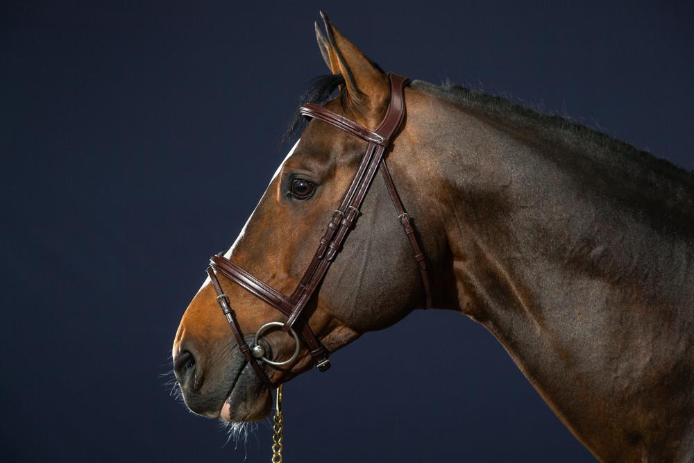 Trense mit kombiniertem Reithalfter