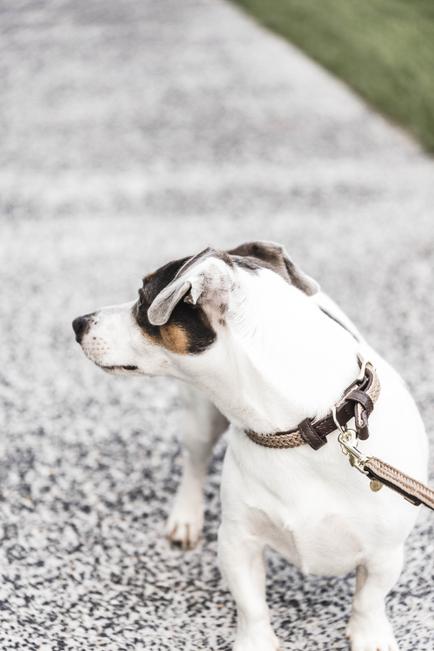 Hundeleine Plaited Nylon 200 cm