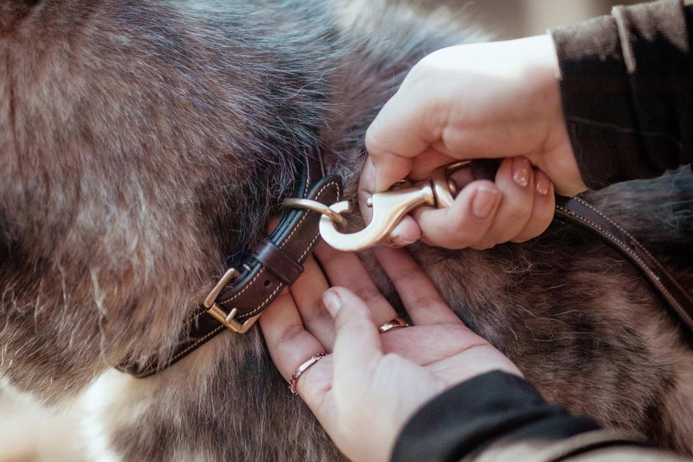 Klassische Hundeleine