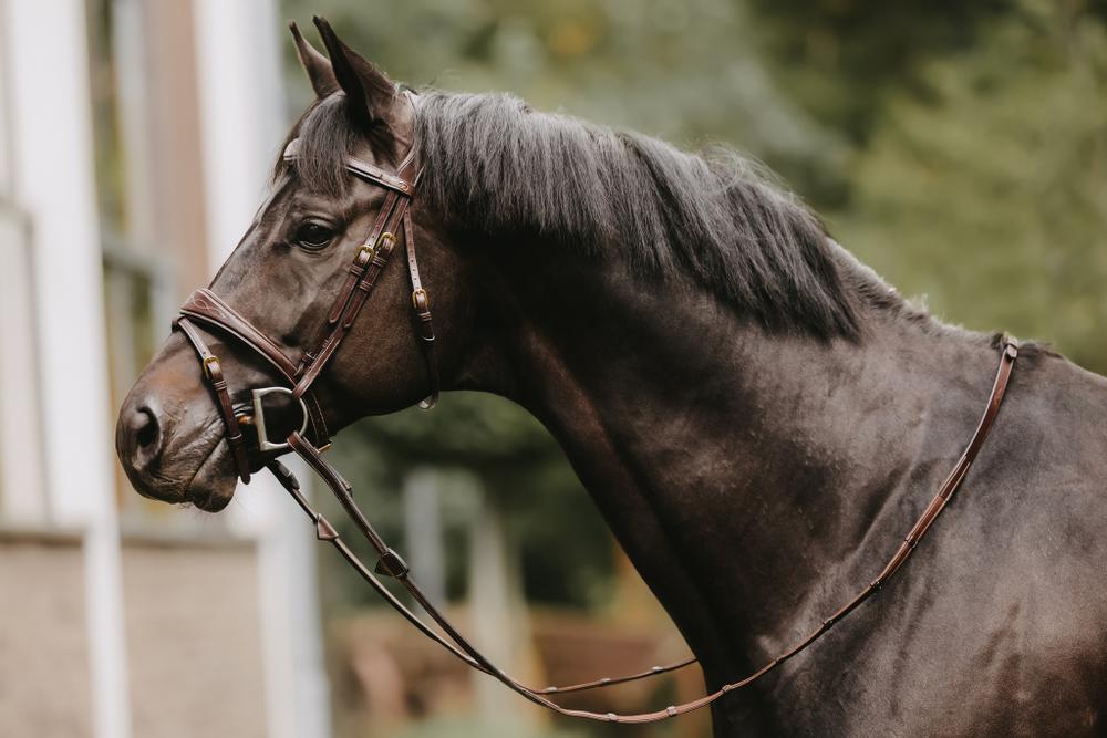 Hunter Jagdzügel 5/8" 16 mm mit 7 Lederstegen