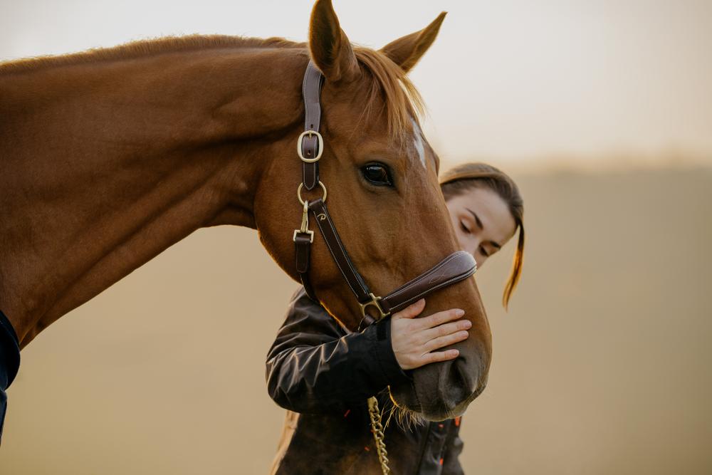 Lederhalfter 2-in-1 Transport- & Stalhalfter