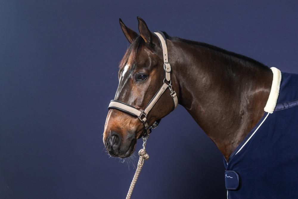 Führstrick mit abnehmbarem Karabiner - NEW ENGLISH Collection