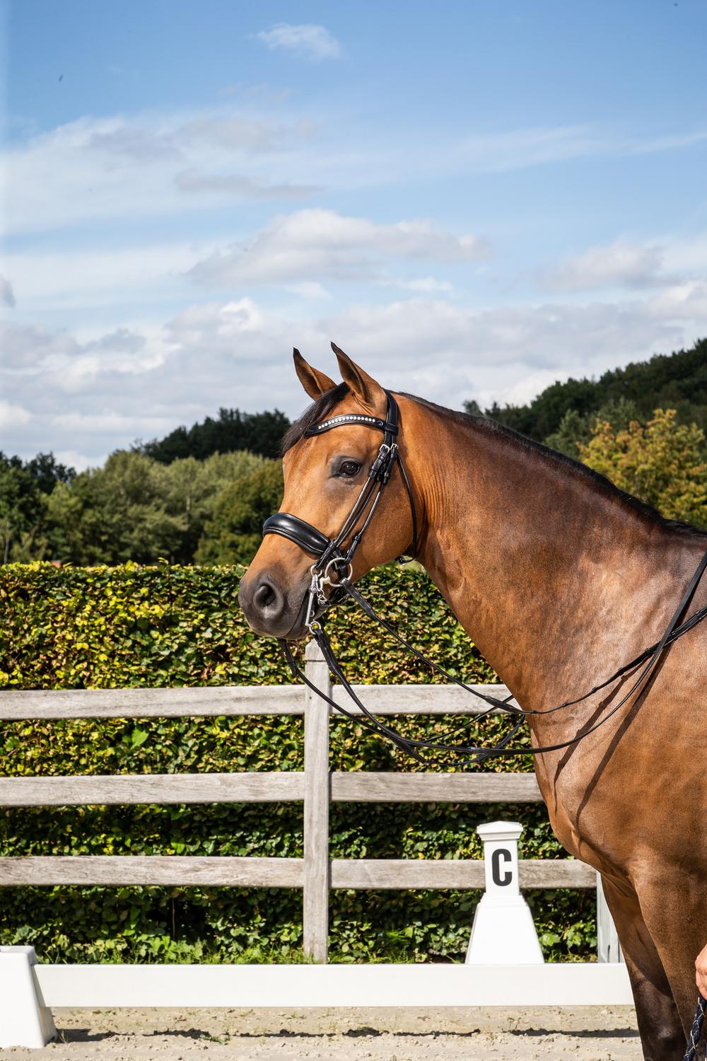 Kandare mit breitem schwedischem Reithalfter aus Mattleder