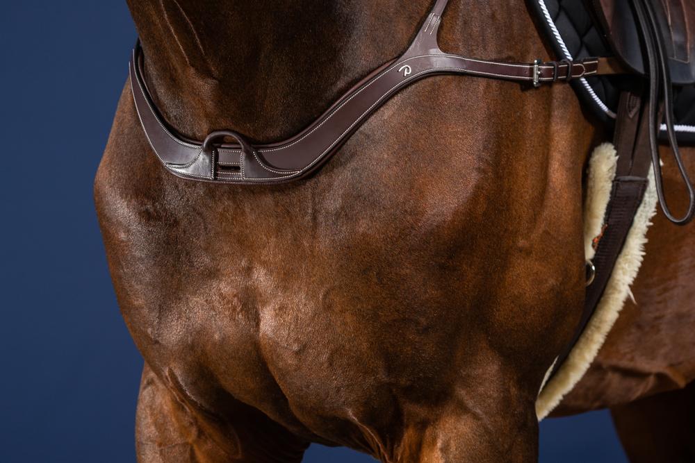 Anatomisches Vorderzeug