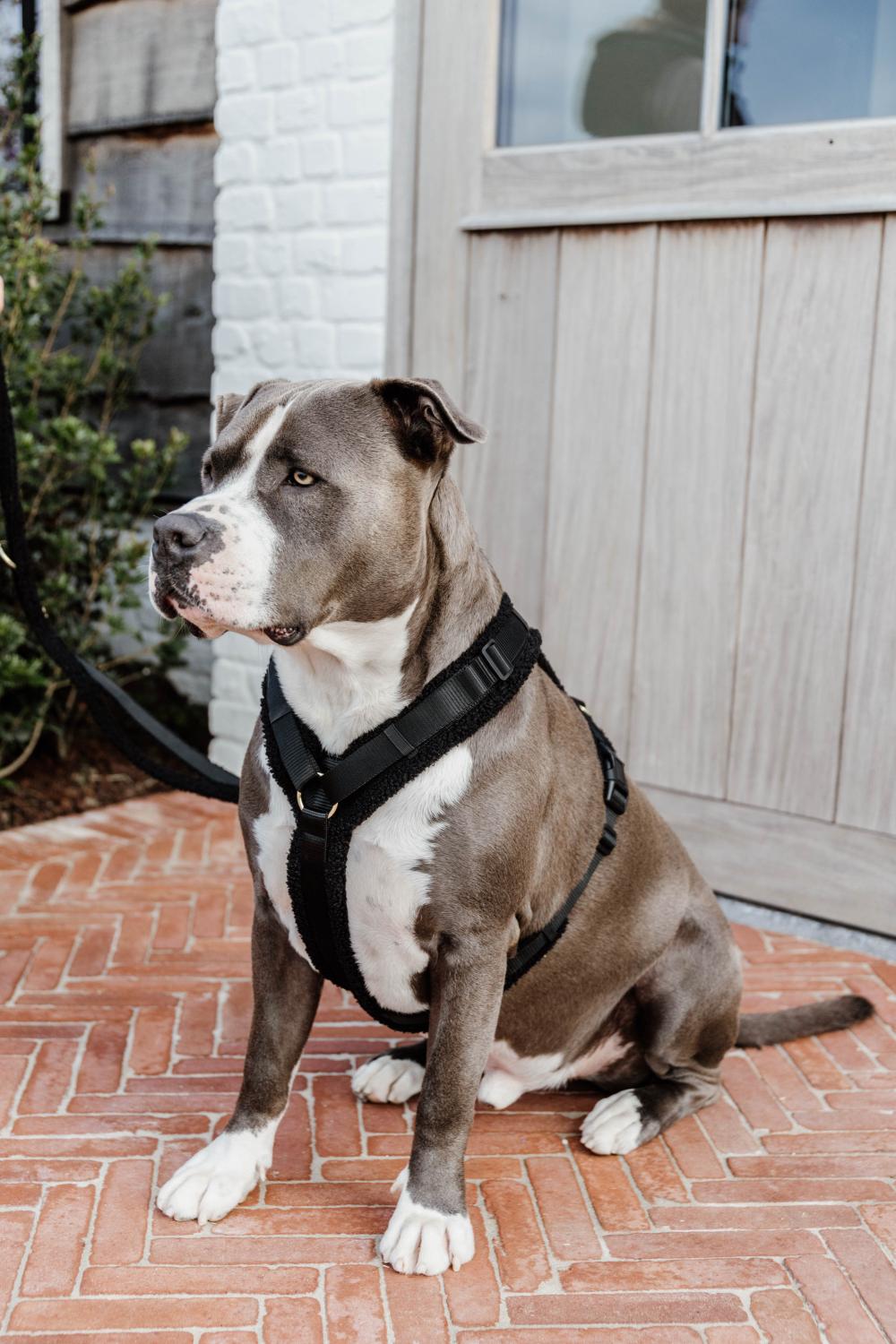 Hundegeschirr Aktiv Teddy Fleece - Kentucky Dogwear