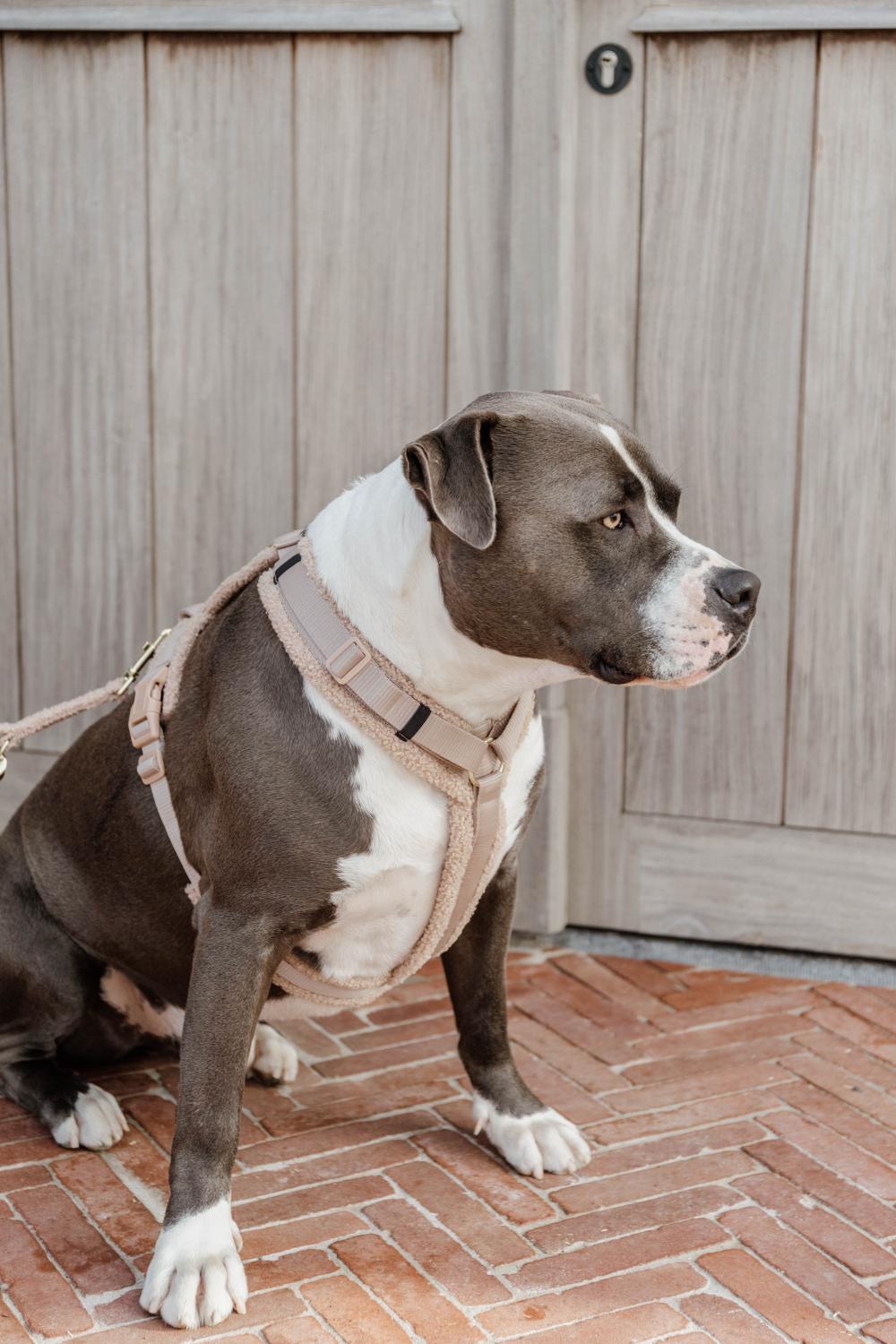 Hundegeschirr Aktiv Teddy Fleece - Kentucky Dogwear