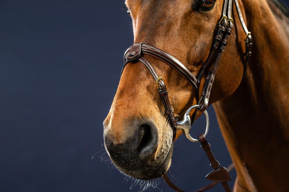 Trense mit kombiniertem Reithalfter