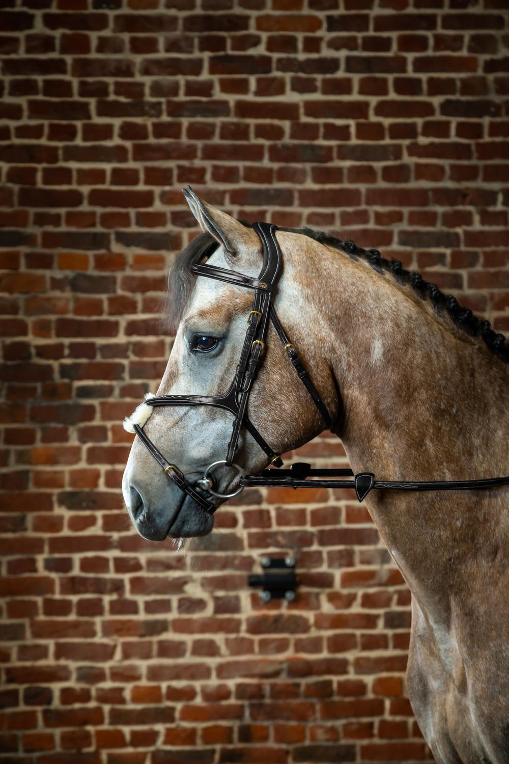 Trense mit mexikanischem Reithalfter