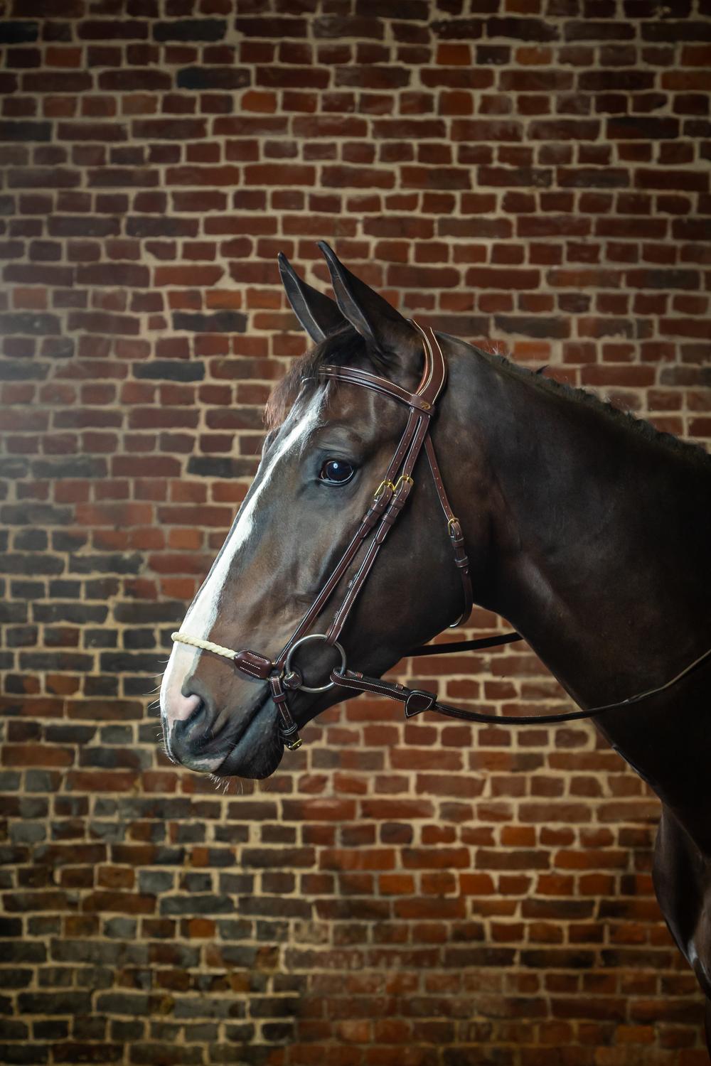 Trense mit hannoverschem Strickreithalfter