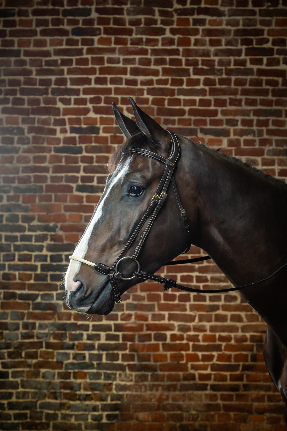 Trense mit hannoverschem Strickreithalfter