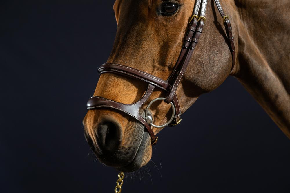 Trense mit Doppelsteg-Reithalfter