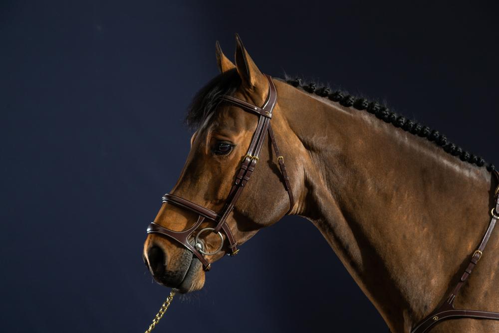 Trense mit Doppelsteg-Reithalfter