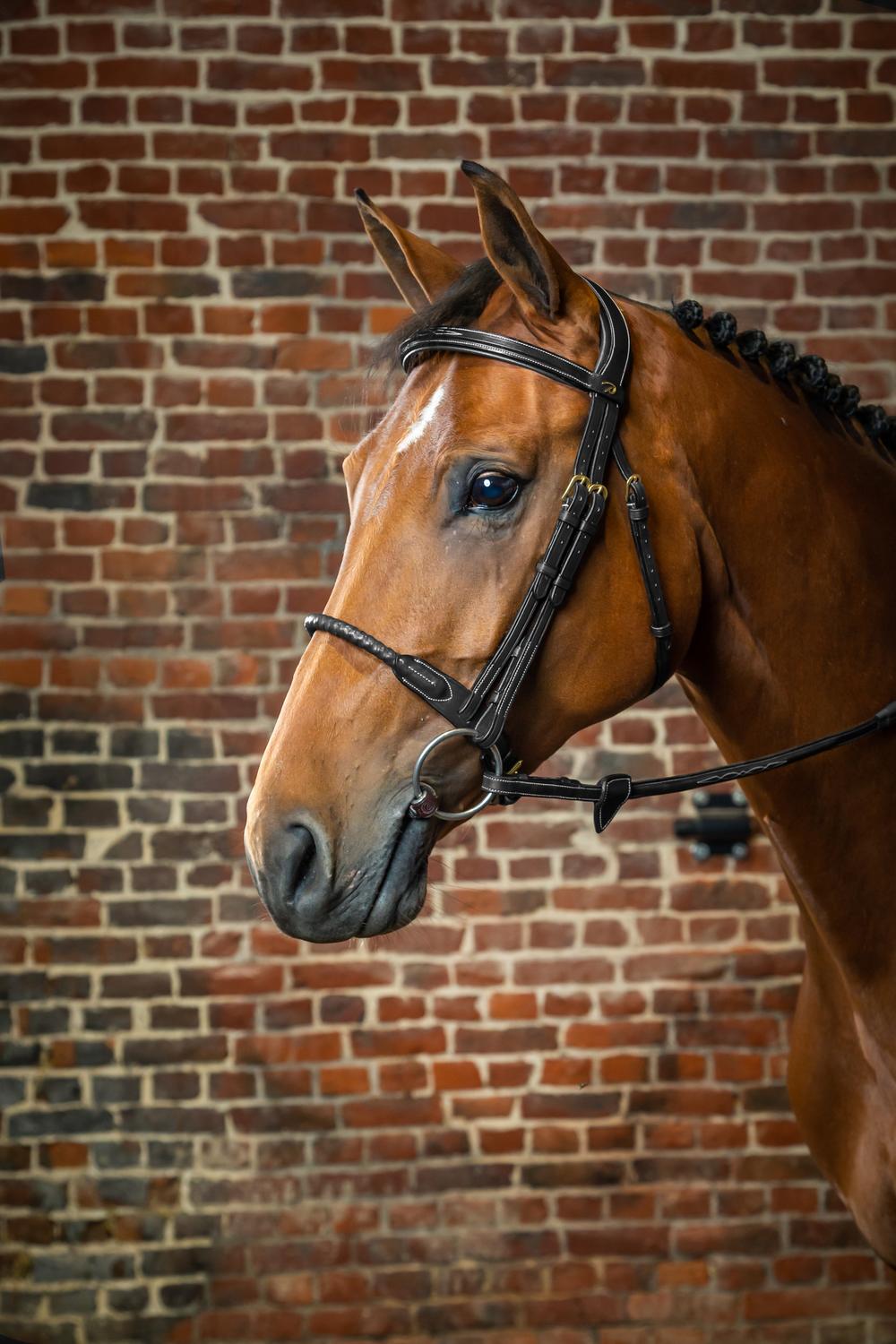 Trense mit Strickreithalfter mit Leder ummantelt