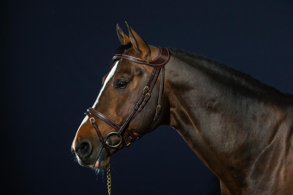 "Difference" Trense mit kombiniertem Reithalfter