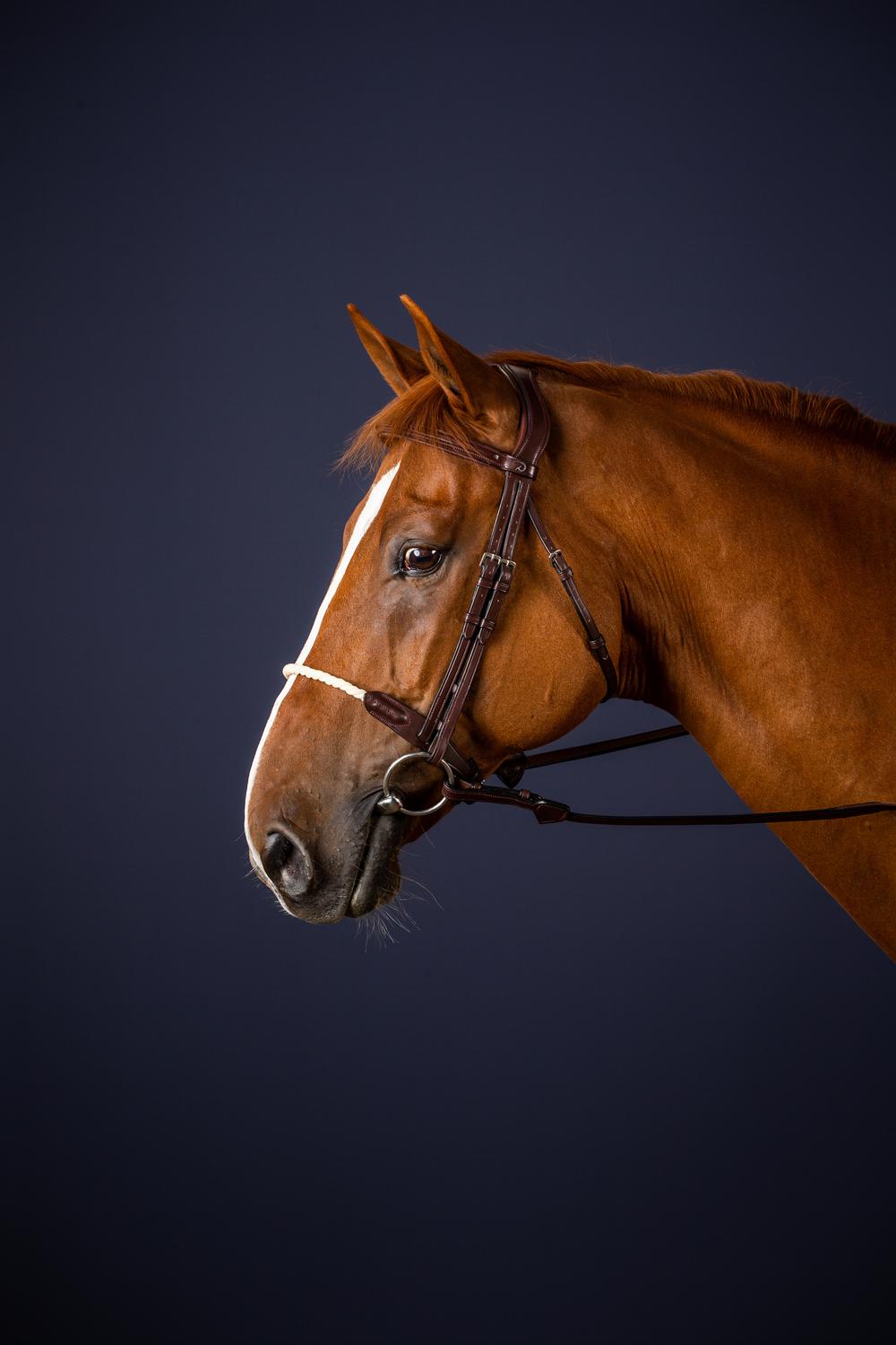 Trense mit Strickreithalfter