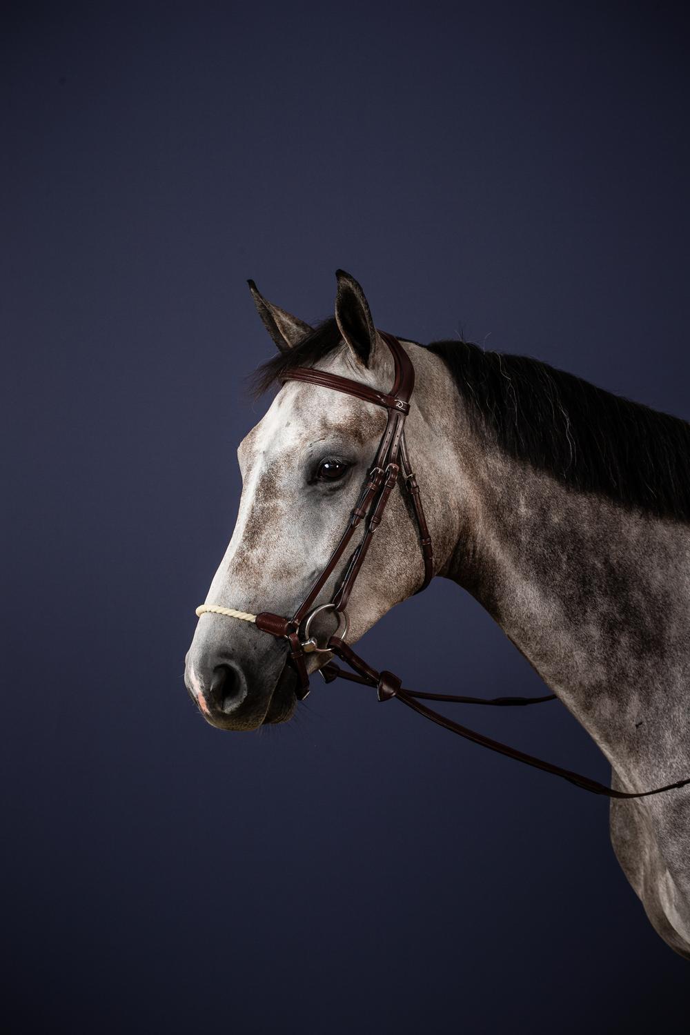 Trense mit hannoverschem Strickreithalfter