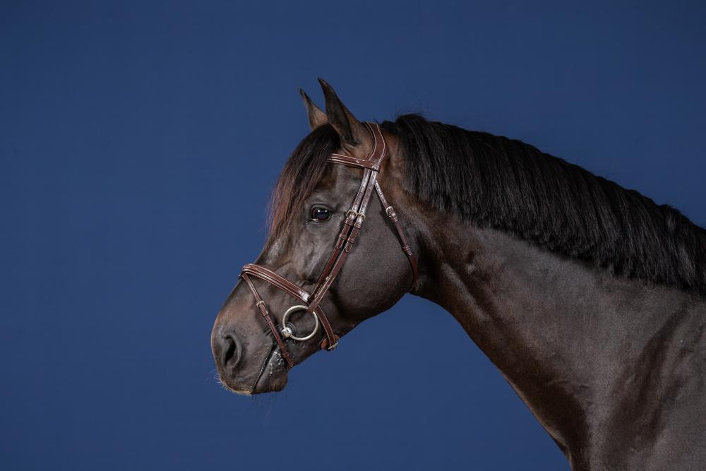 Trense mit kombiniertem Reithalfter