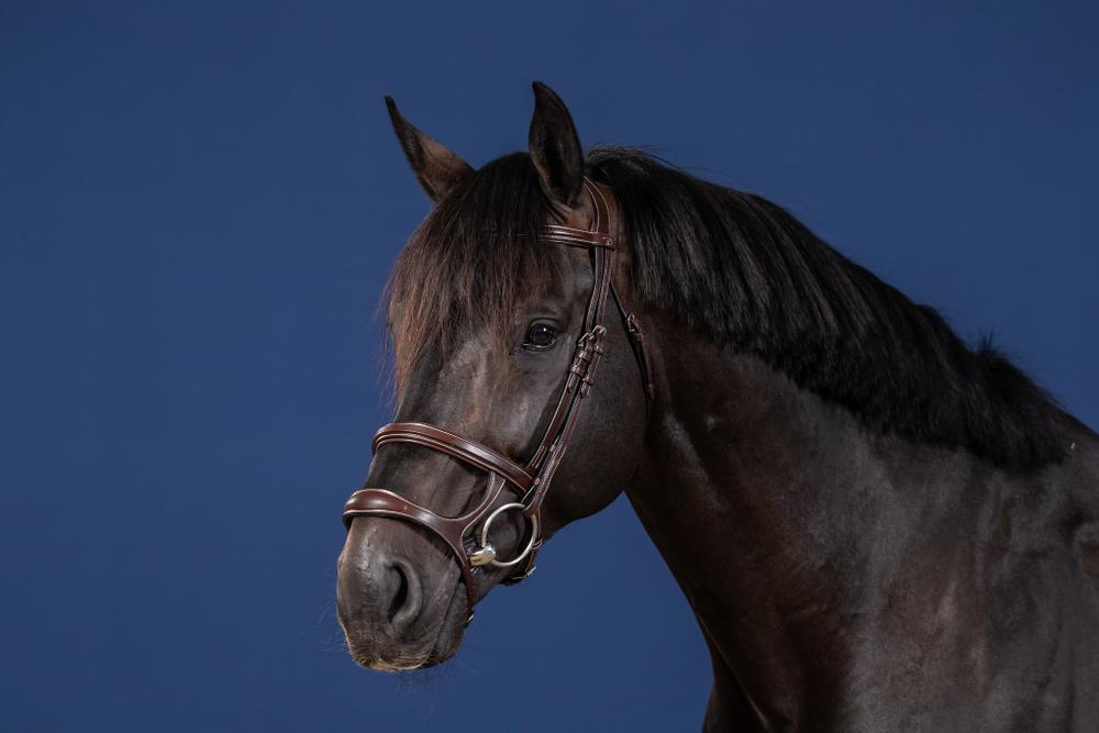 Trense mit Doppelsteg-Reithalfter