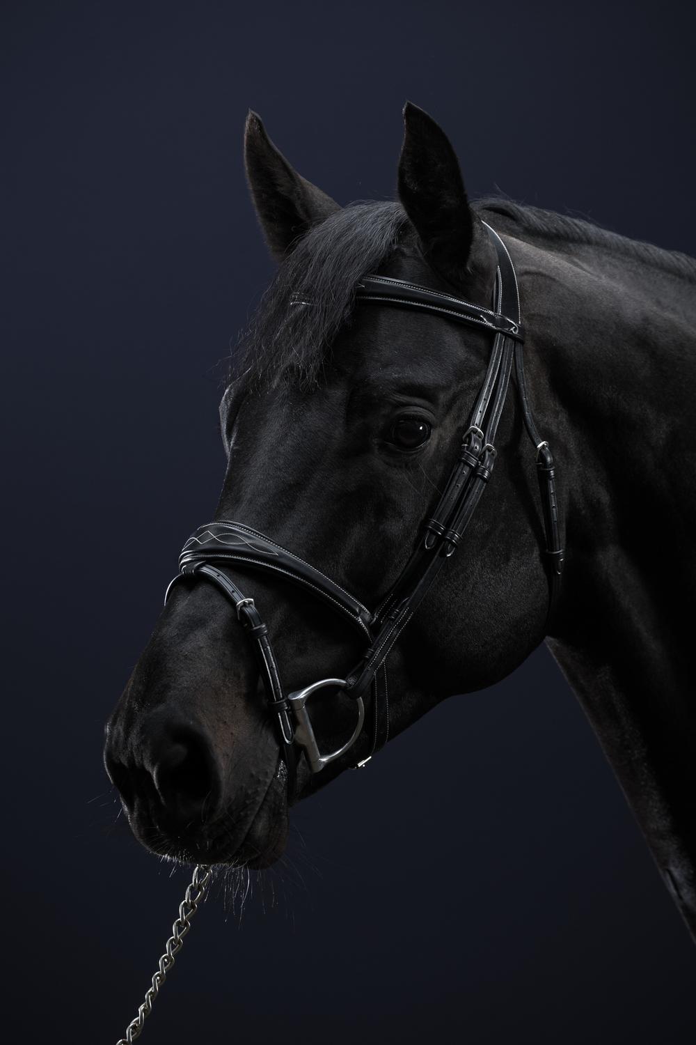 Anatomische Trense mit kombiniertem Reithalfter