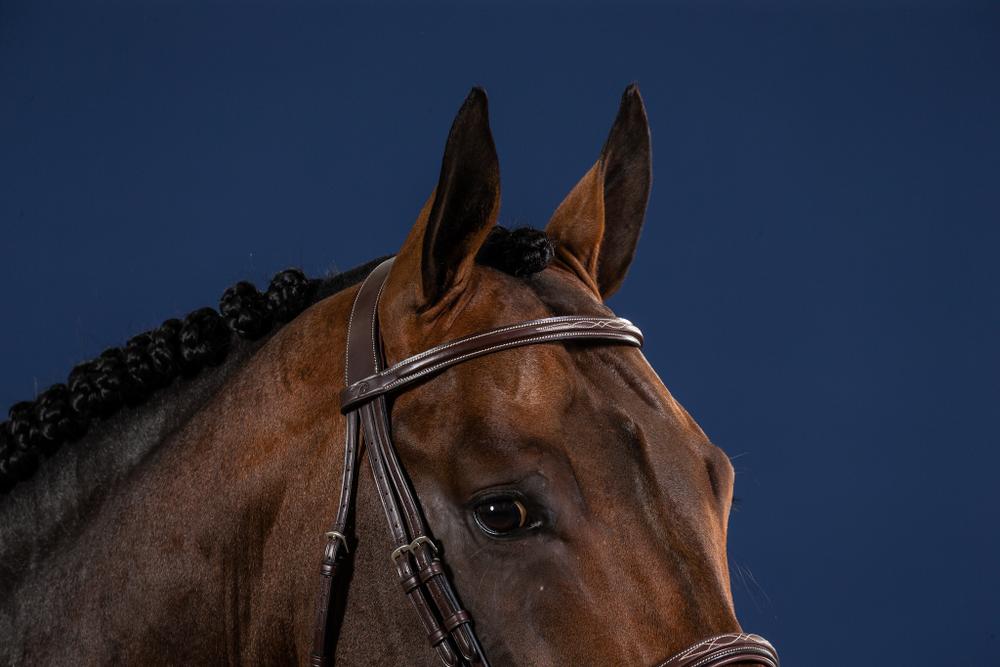 Trense mit Cavesson Reithalfter