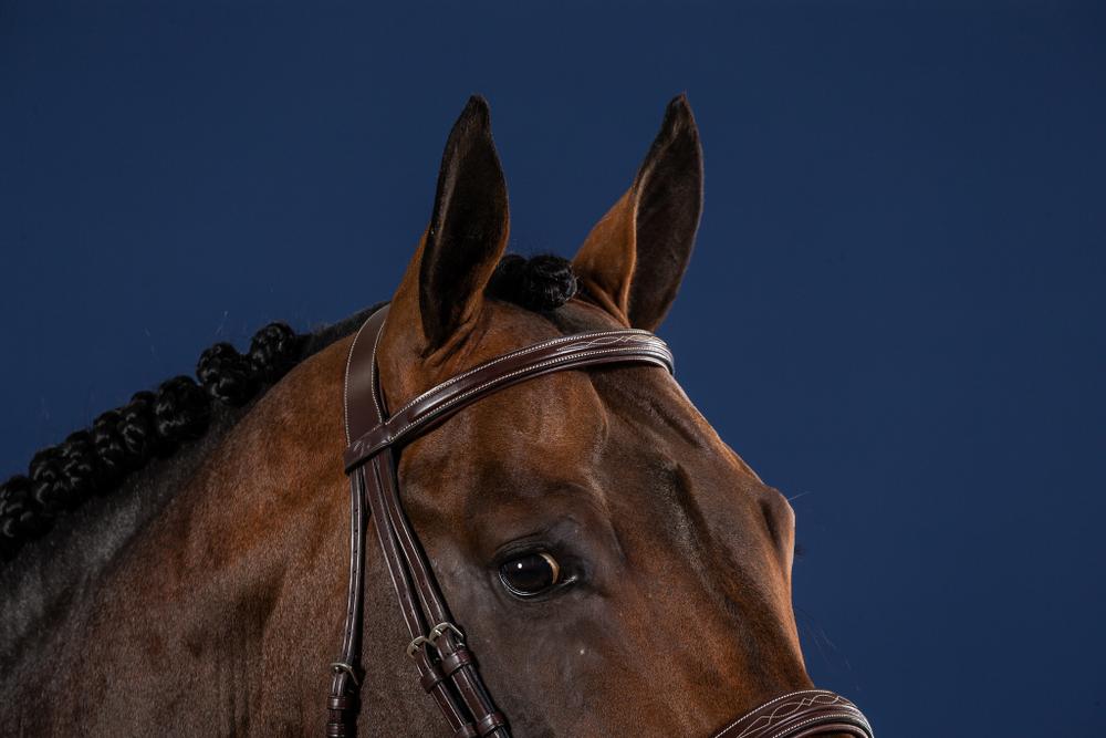 Hunter Trense mit breitem englischem Reithalfter