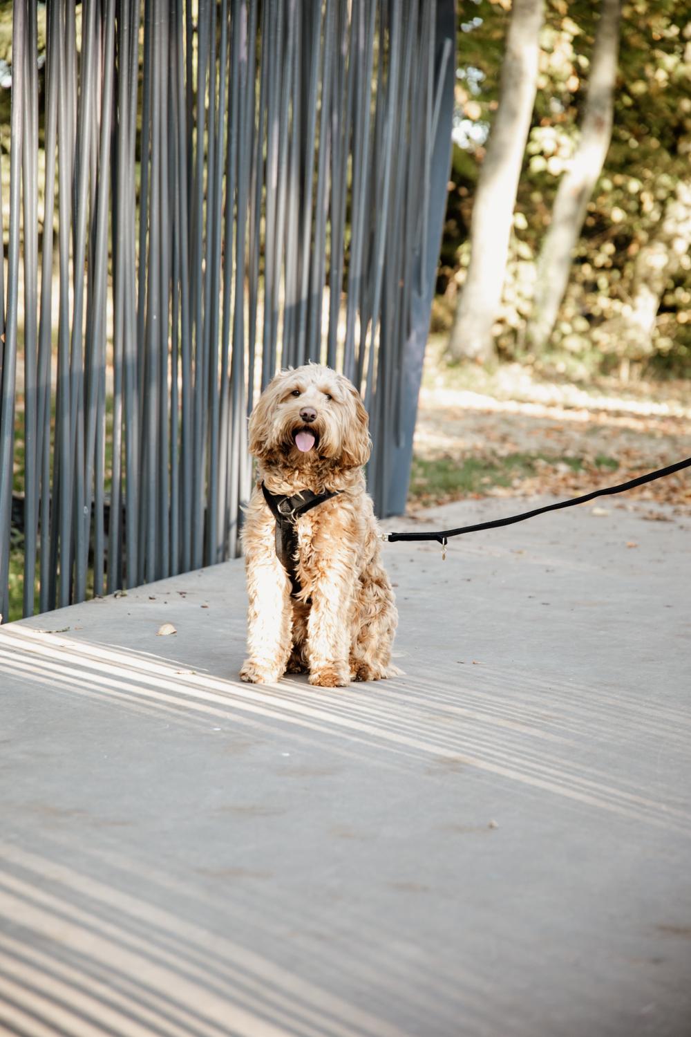 Hundeleine Velvet 200 cm - Kentucky Dogwear
