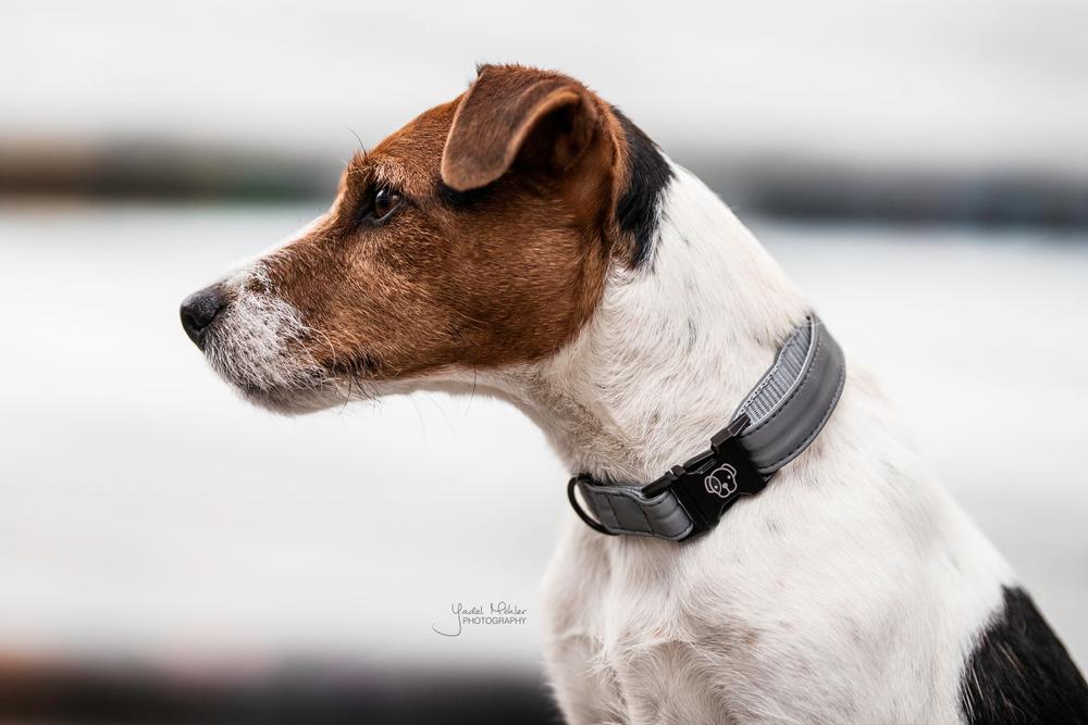 Hundehalsband Reflektierend - Kentucky Dogwear
