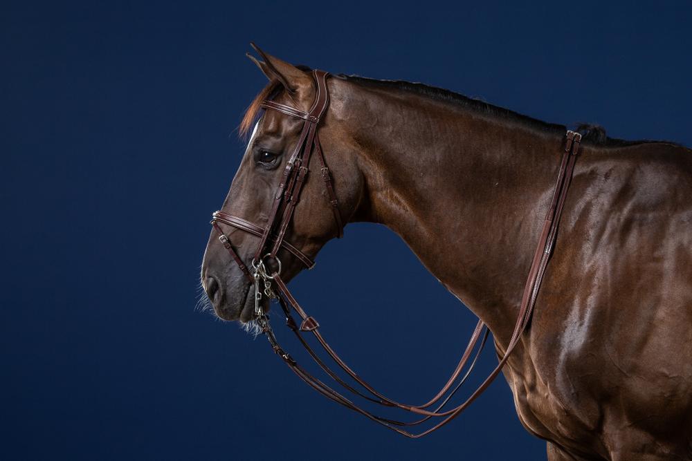 Kandare mit kombiniertem Reithalfter