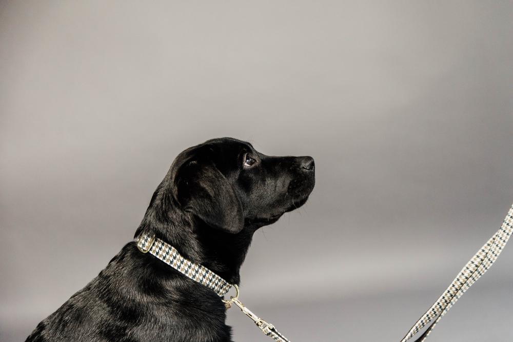 Hundehalsband Pied-De-Poule - Kentucky Dogwear