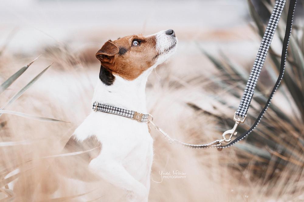 Hundehalsband Pied-De-Poule - Kentucky Dogwear