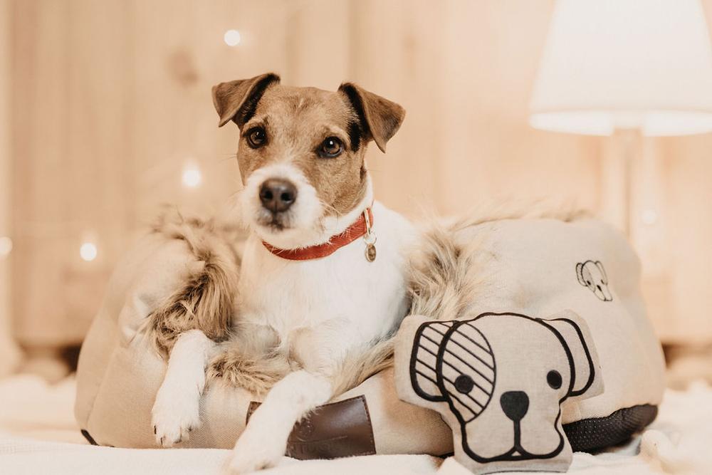 Hundespielzeug Dog-Head